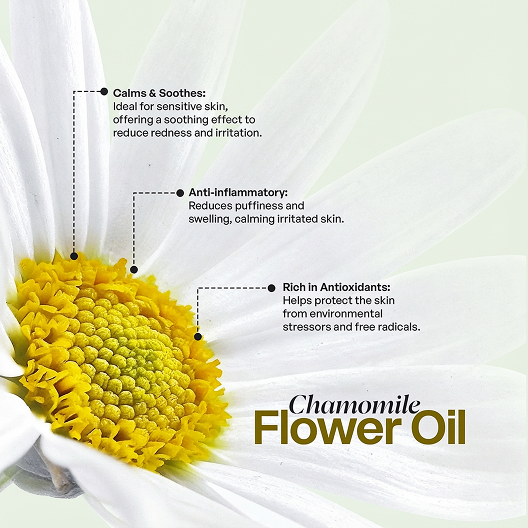 Chamomile Tallow Body Balm